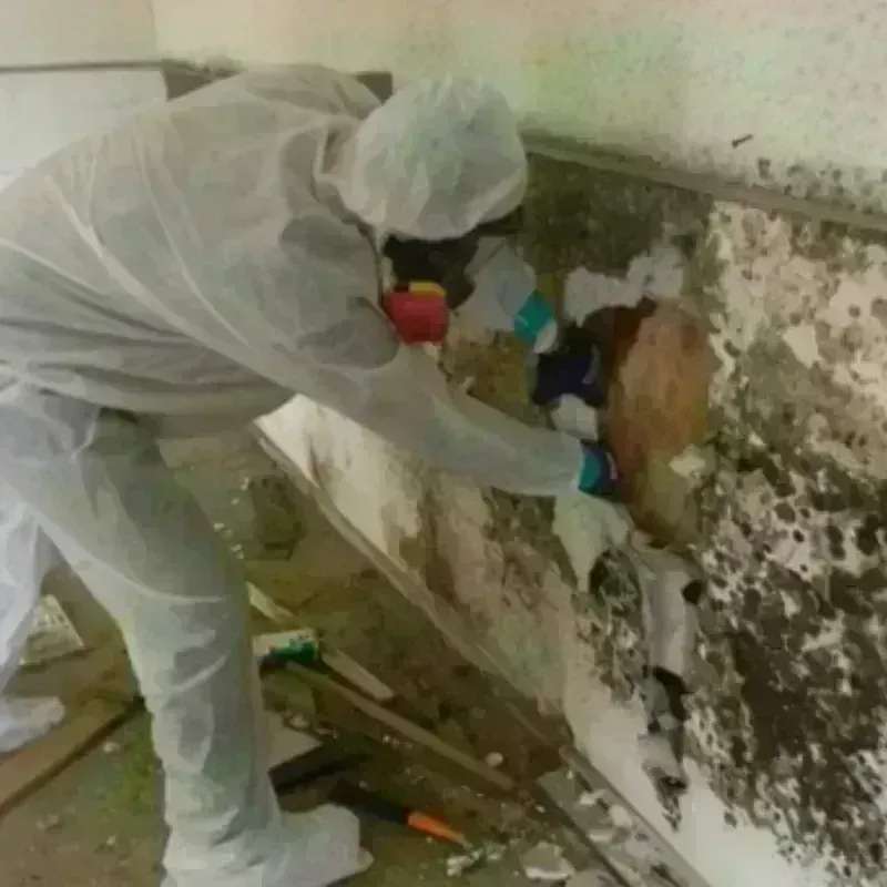 Mold Remediation and Removal in Tooele, UT